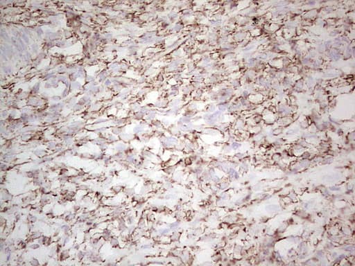 NFS1 Antibody (aa1-299, clone OTI5D1)