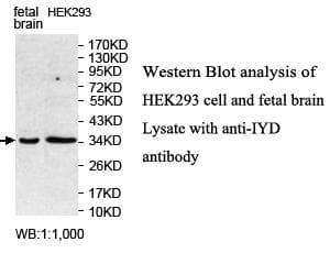 IYD Antibody (aa54-203)