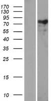 NEXN / Nexilin Protein (Over-Expression Lysate Myc-DDK (Flag))
