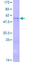 Human NTF3 / Neurotrophin 3 Protein (Recombinant GST)