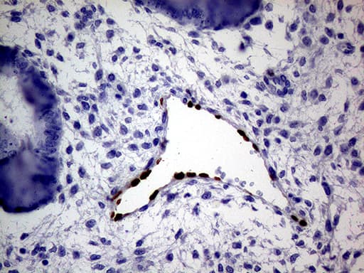 MEOX1 Antibody (clone OTI5D8)