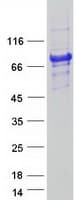 Human FGD2 Protein (Recombinant Myc-DDK (Flag))