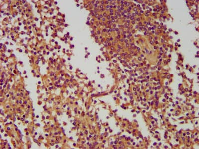 NLRC5 / NOD4 Antibody
