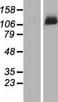 DDX46 Protein (Over-Expression Lysate Myc-DDK (Flag))