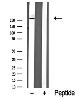 TLN1 / Talin 1 Antibody