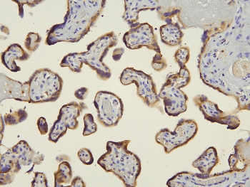 HOOK2 Antibody