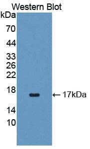 IL4 Antibody (aa24-132, Biotin)