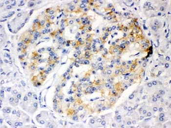 ISG15 Antibody