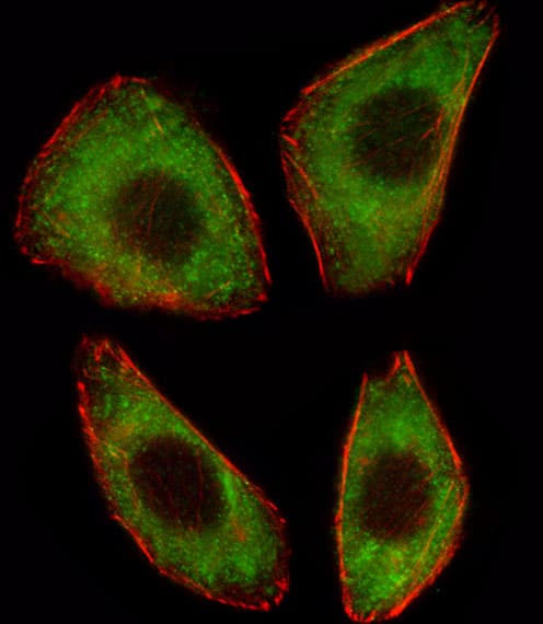 TCF25 Antibody (aa186-215)