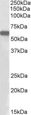 E2F1 Antibody (aa314-327)
