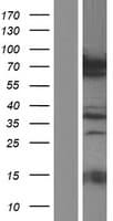 PRC1 Protein (Over-Expression Lysate Myc-DDK (Flag))