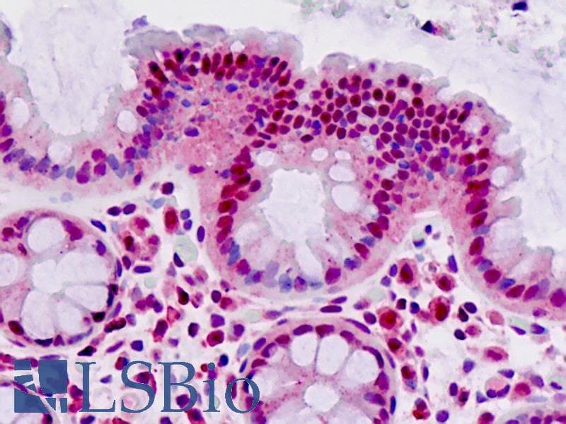 IHC-plus™ MAT2A Antibody (aa27-55)