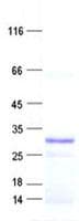 Human MOB2 Protein (Recombinant His, N-Terminal)