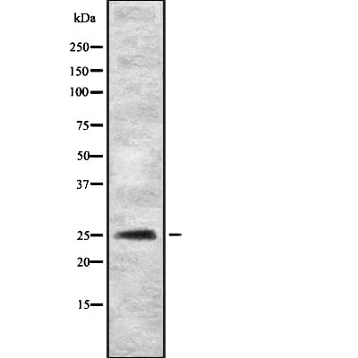 MYOG / Myogenin Antibody