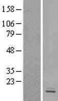 Human GPR162 Protein (Over-Expression Lysate Myc-DDK (Flag))