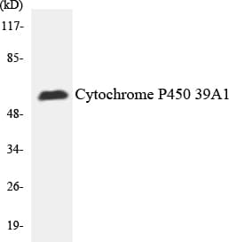CYP2C19 Antibody (aa221-270)