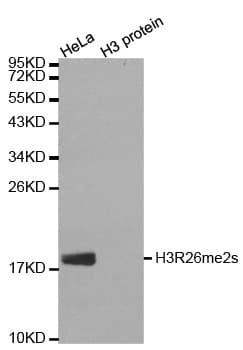 Polyclonal Rabbit anti-Human Histone H3 Antibody (Sym-Di-Methyl-Arg26, IF, WB)