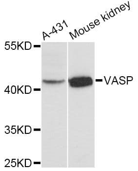 VASP Antibody