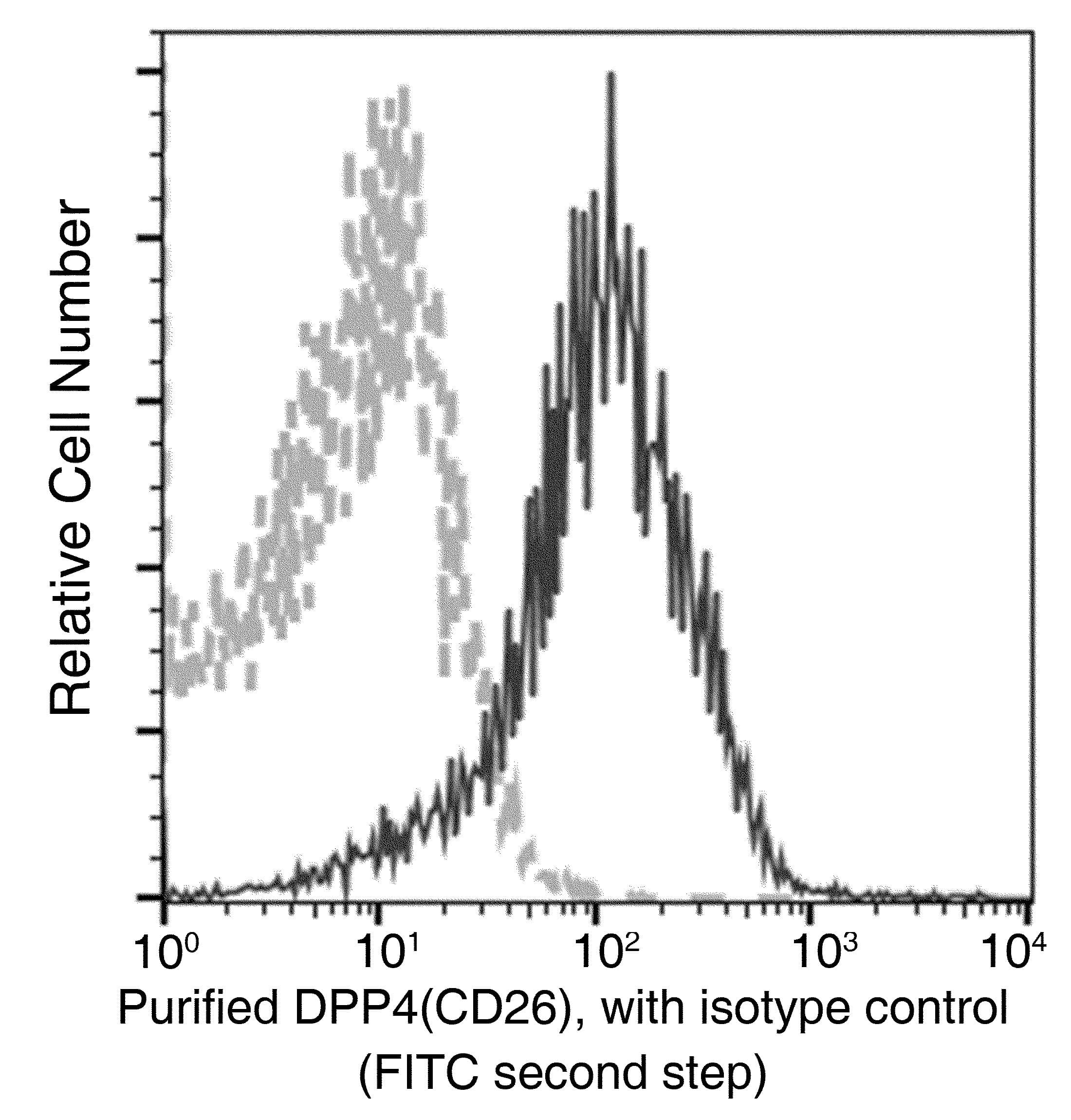 DPP4 / CD26 Antibody (clone 009, Preservative Free)