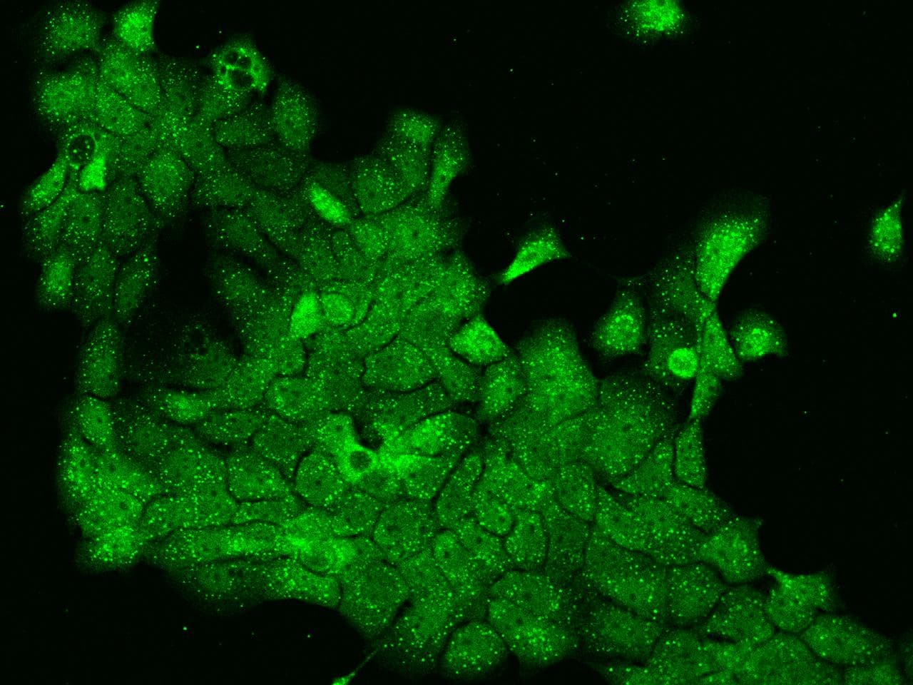 ORAI3 Antibody