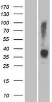 Human OR2W3 Protein (Over-Expression Lysate Myc-DDK (Flag))