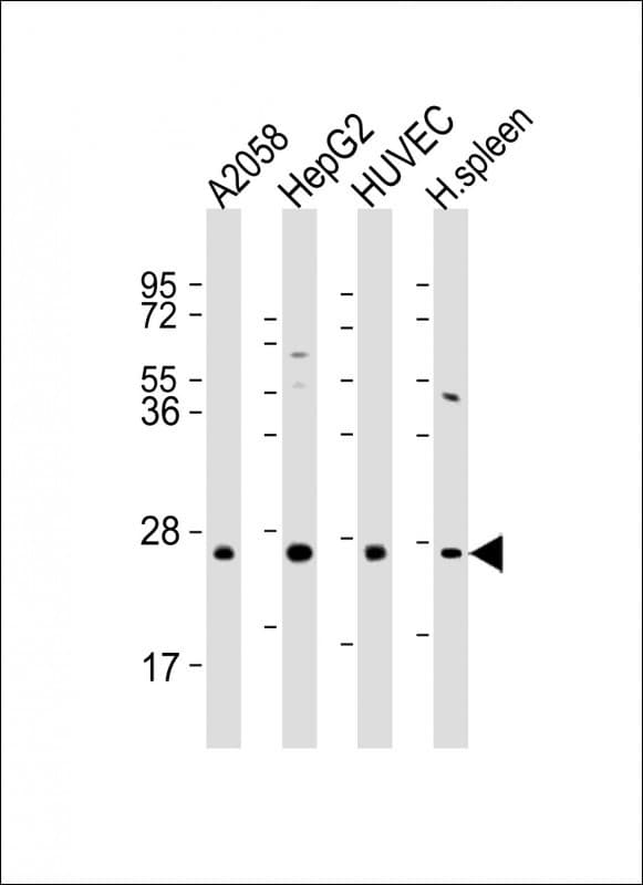 CD151 Antibody (Internal)