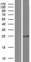 Human PRR29 / C17orf72 Protein (Over-Expression Lysate Myc-DDK (Flag))