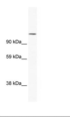 Polyclonal Rabbit anti-Mouse NFAT1 / NFATC2 Antibody (N-Terminus, WB)