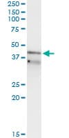RFC3 Antibody (clone 1C6)