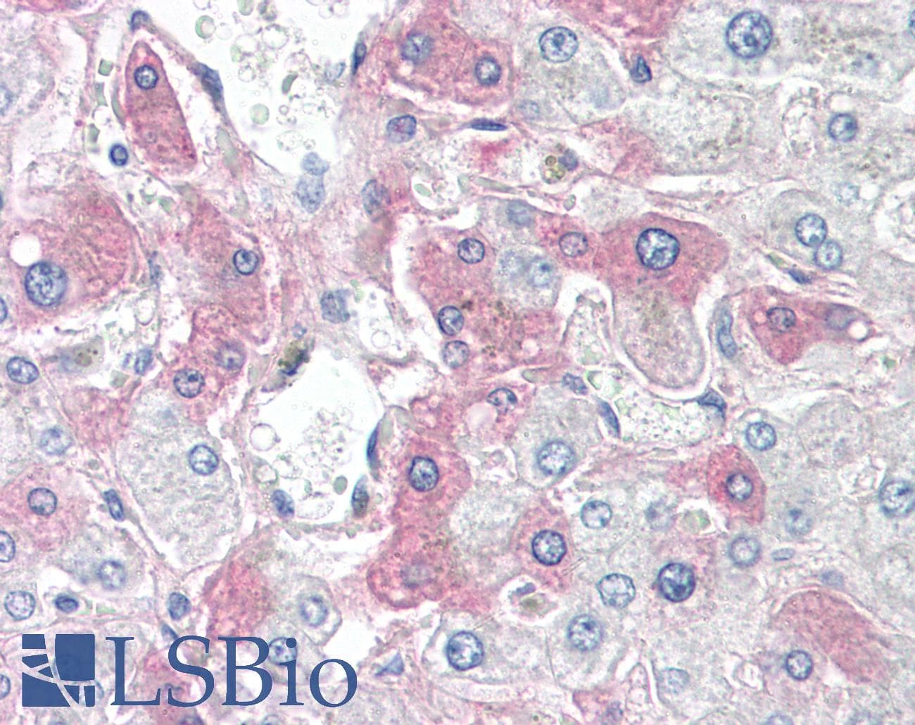 SAA4 Antibody (C-Terminus)