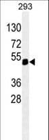 PAX6 Antibody