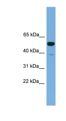 ONECUT3 / OC3 Antibody (C-Terminus)