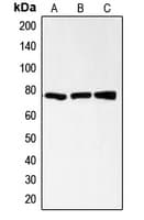 Polyclonal Rabbit anti-Human CD200R1 / CD200R Antibody (C-Terminus, WB)