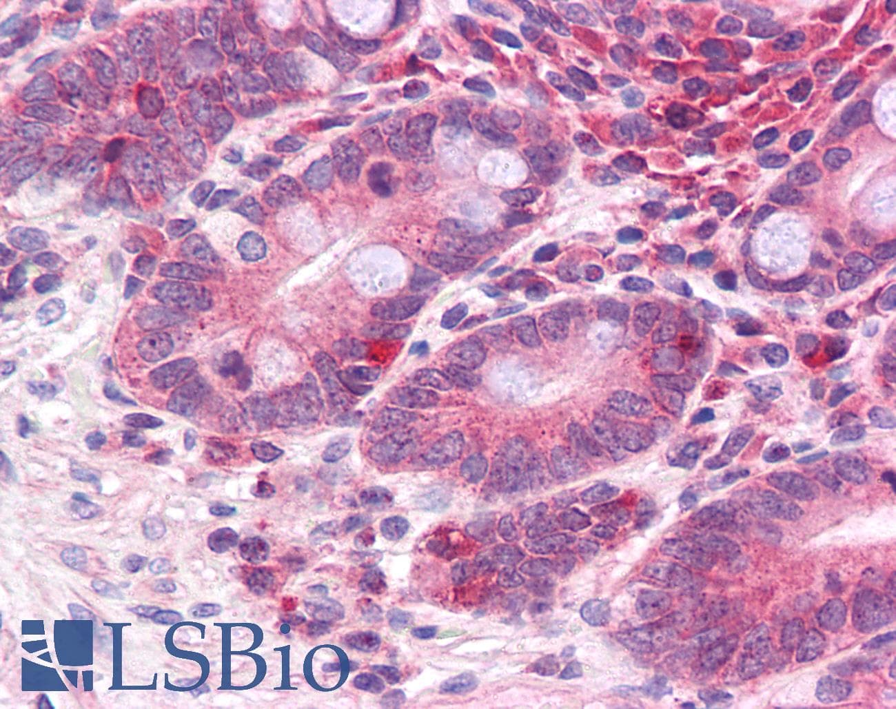 IHC-plus™ ZNF536 Antibody
