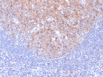 CD81 Antibody (clone 1.3.3.22, Azide-free, BSA-free)