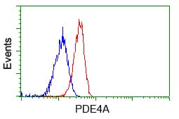 PDE4A / PDE4 Antibody (clone OTI3D4)