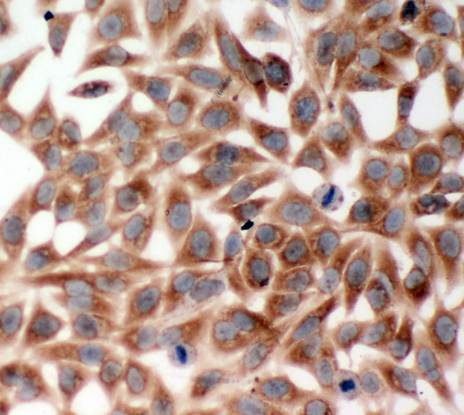 TRAF2 Antibody (aa305-325)