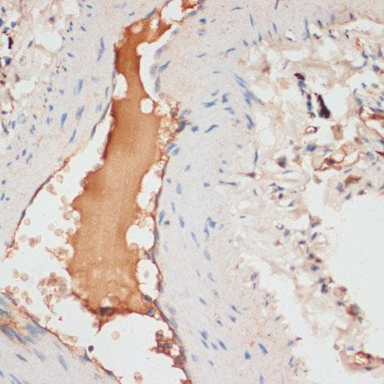 Apolipoprotein C-I Antibody