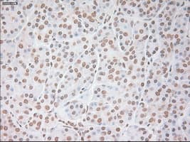VEGFA / VEGF Antibody (clone OTI2F7)