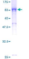 Human ELMO2 Protein (Recombinant GST)