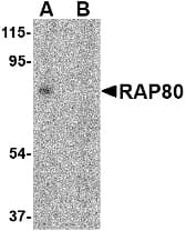 IHC-plus™ UIMC1 / RAP80 Antibody