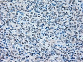 IRF3 Antibody (clone OTI5D2)