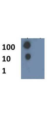 Polyclonal Rabbit anti-Human HIST4H4 Antibody (Ac-Lys8, IHC, IF, WB)