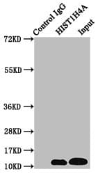 HIST1H4I Antibody