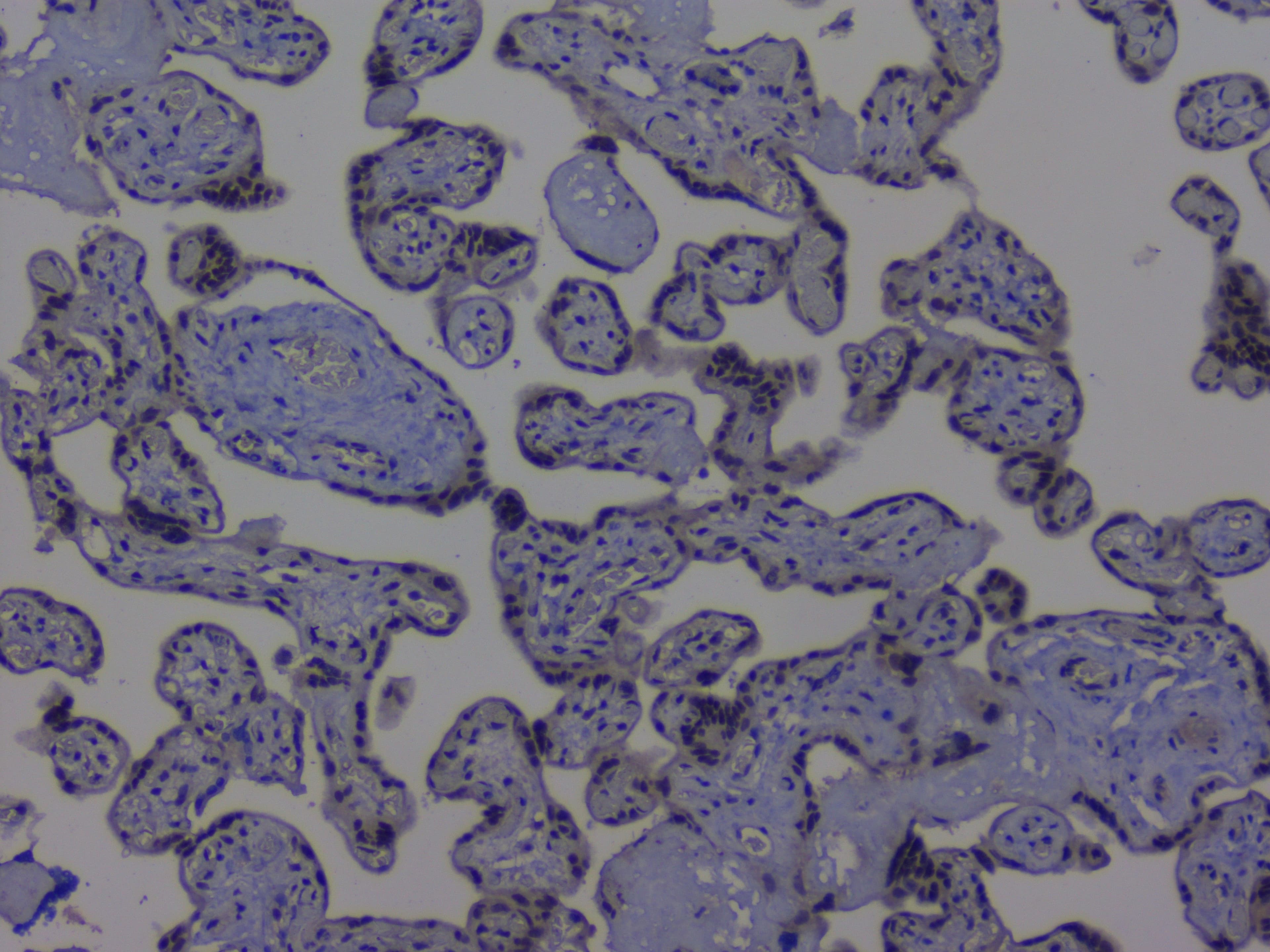 NRF1 / NRF-1 Antibody