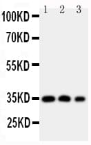 HOXA4 Antibody (aa9-26)