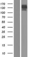 ACLP / AEBP1 Protein (Over-Expression Lysate Myc-DDK (Flag))