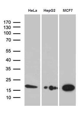 PRDX5 / Peroxiredoxin 5 Antibody (clone OTI3B6, Carrier-free)
