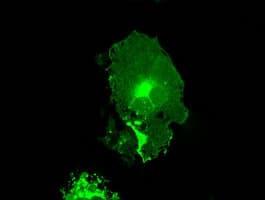 CD32A Antibody (clone OTI9G5)