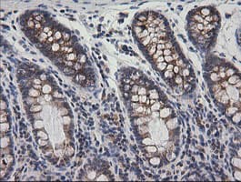 PTGES2 Antibody (clone OTI2C3)